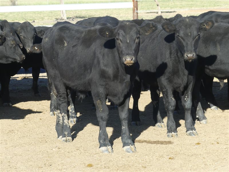 68  Angus X Ultrablack Weaners