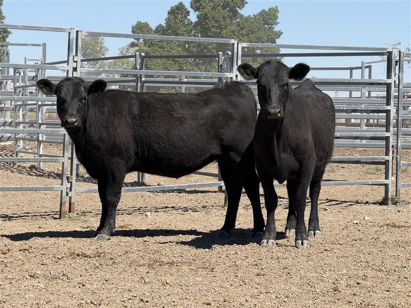 85  Angus X Santa Gertrudis Heifers