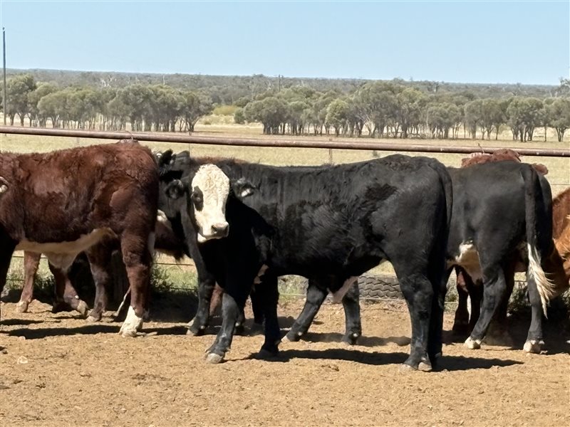150  Simmental X Angus Weaners