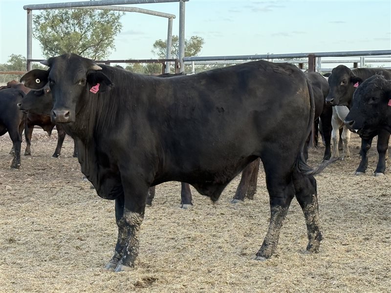 180  Angus X Brahman Other