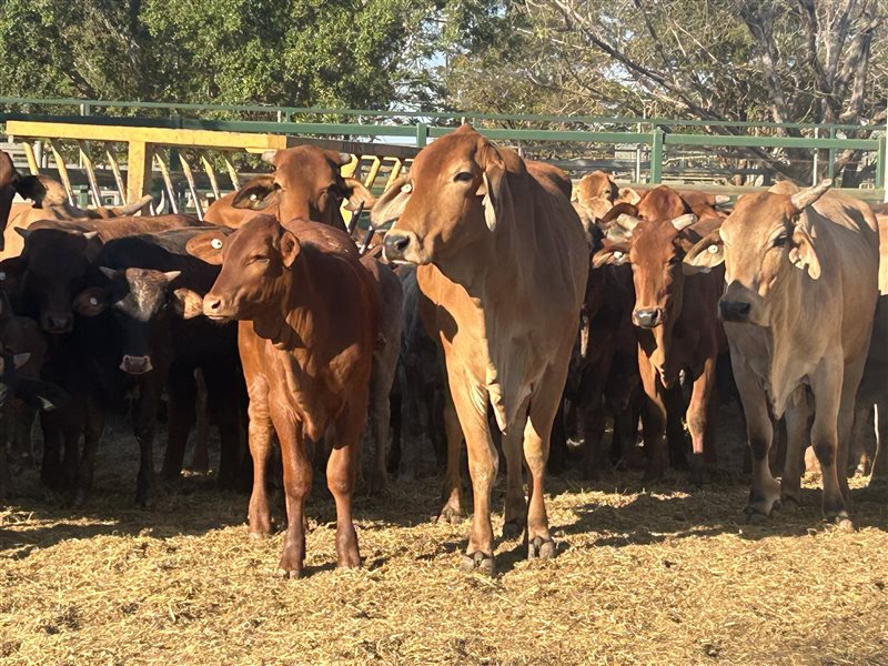 100  Brahman X Droughtmaster Cows & Calves