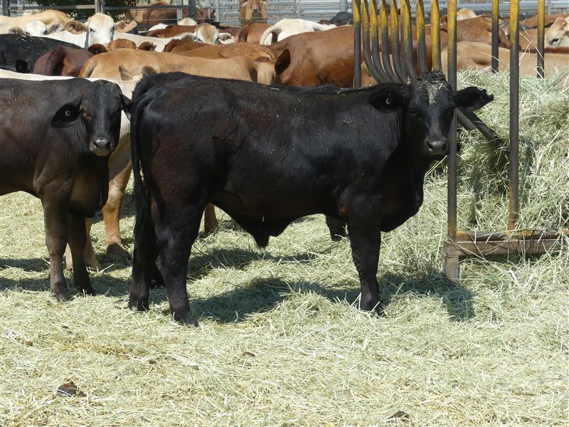 220  Angus X Charolais Weaners