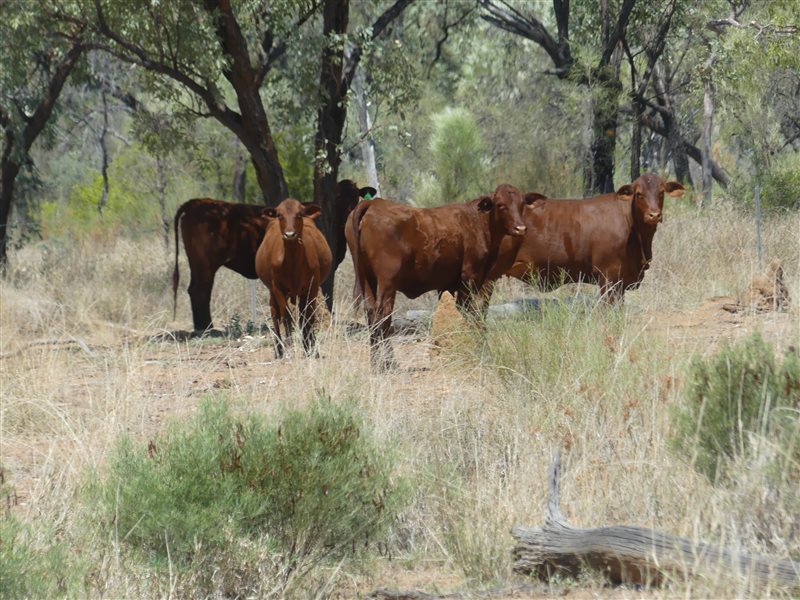 142  Santa Gertrudis Other