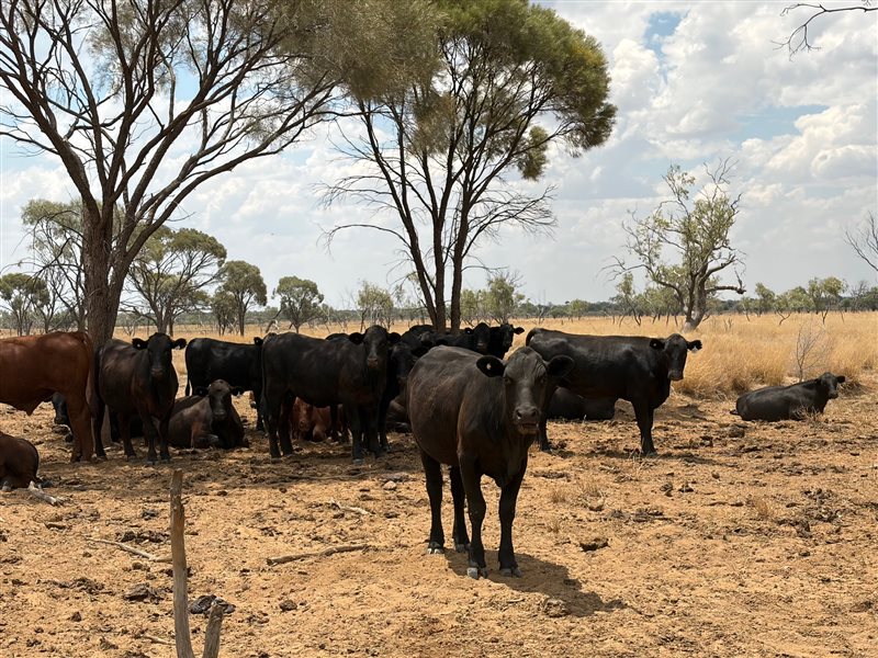 220  Angus X Droughtmaster Heifers