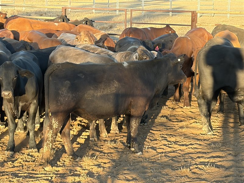 70  Angus X Droughtmaster Steers
