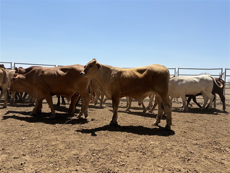 86  Charolais X Droughtmaster Other