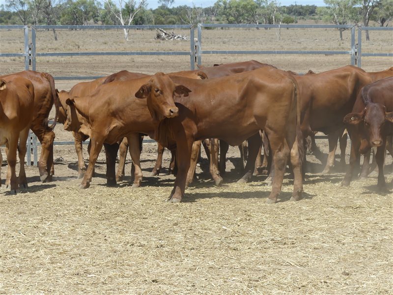 116  Droughtmaster X Hereford Heifers