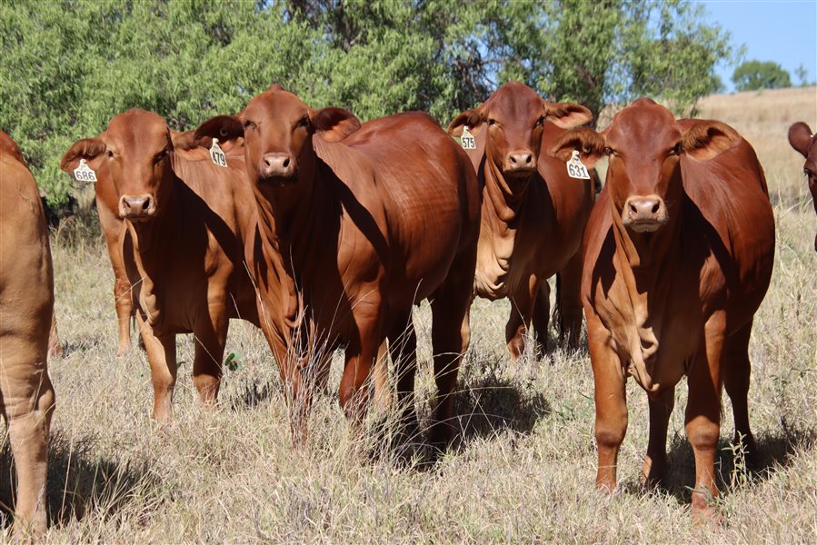 21  Droughtmaster Heifers