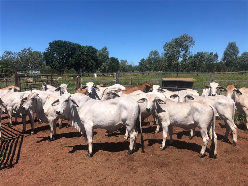 47 Reg Stud Brahman Heifers Listing Cattlesales