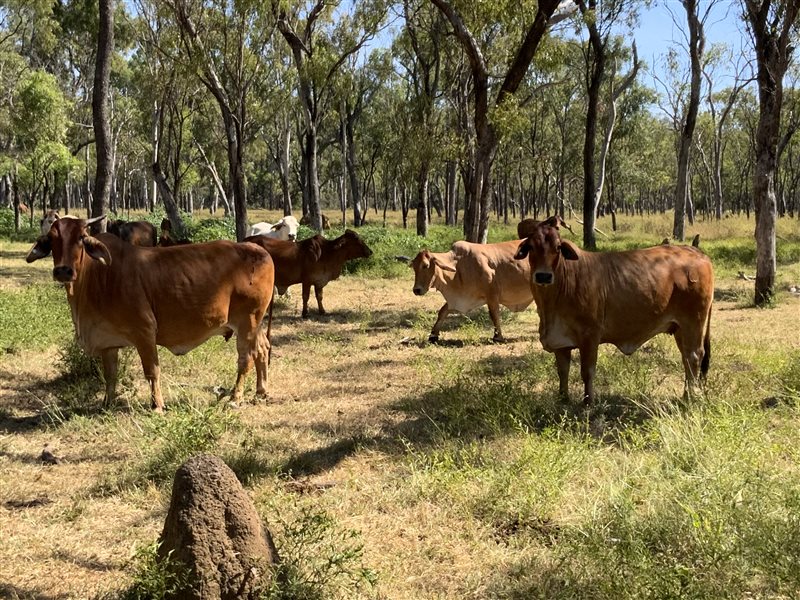 400 PTIC Brahman Cows Listing Cattlesales