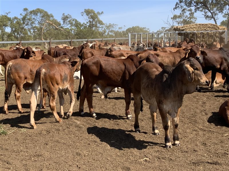 380 Brahman Weaners Listing Cattlesales