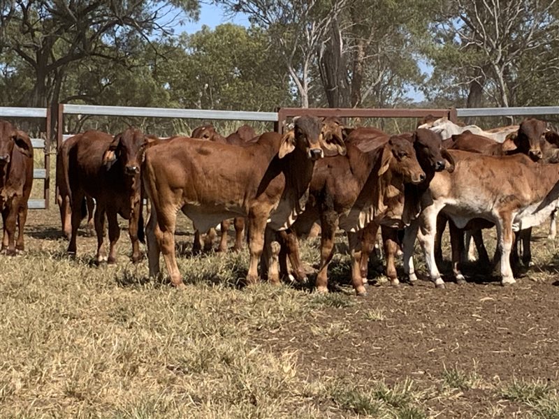 380 Brahman Weaners Listing Cattlesales