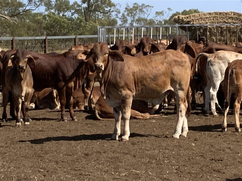 380 Brahman Weaners Listing Cattlesales
