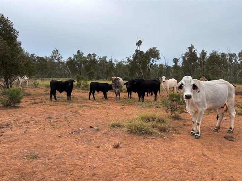 1086  Brahman X Brangus Cows & Calves