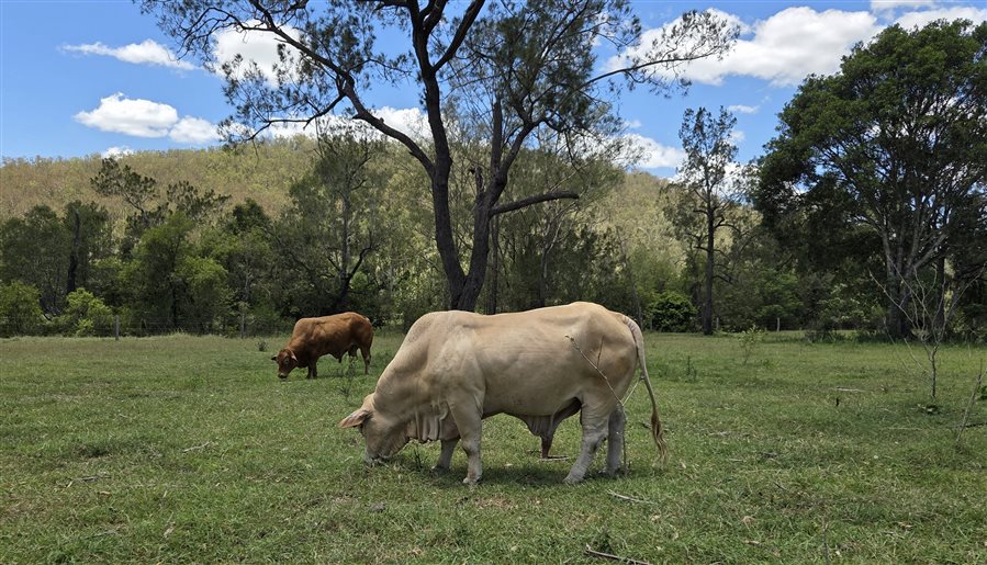 1  Droughtmaster X Bull