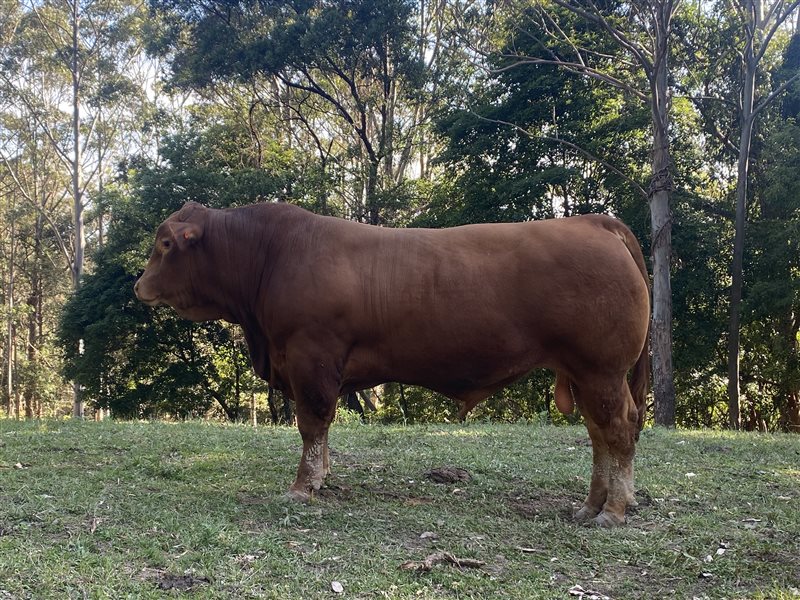 1  Limousin Bull