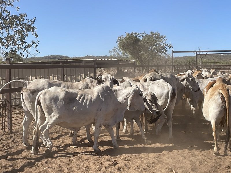 89  Brahman Other