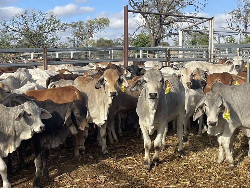 264  Brahman Weaners