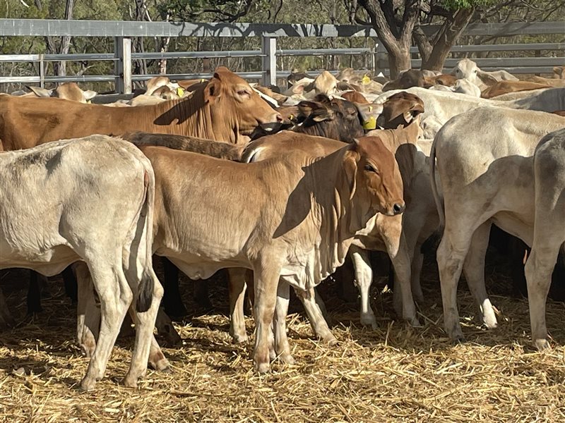 186  Brahman Weaners