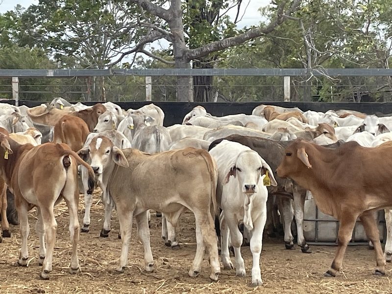 153  Brahman Weaners