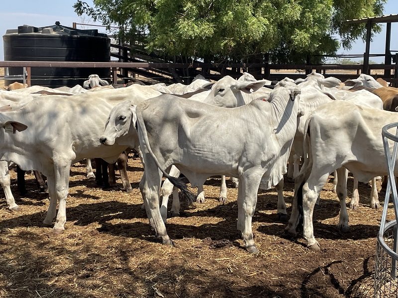 108  Brahman Heifers