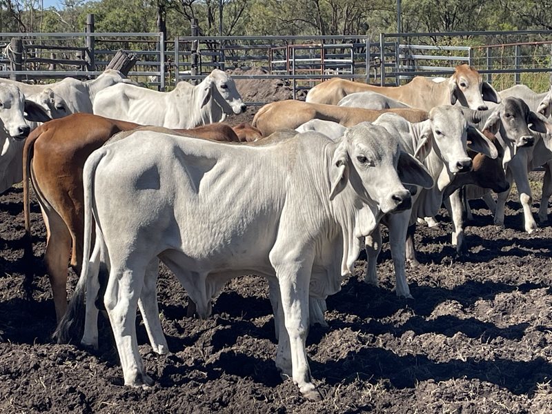 87  Brahman Steers