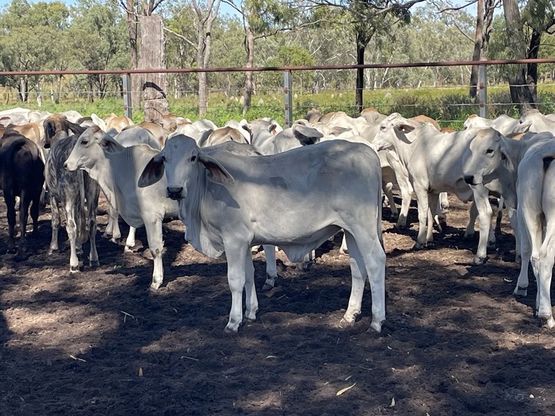 148  Brahman Steers