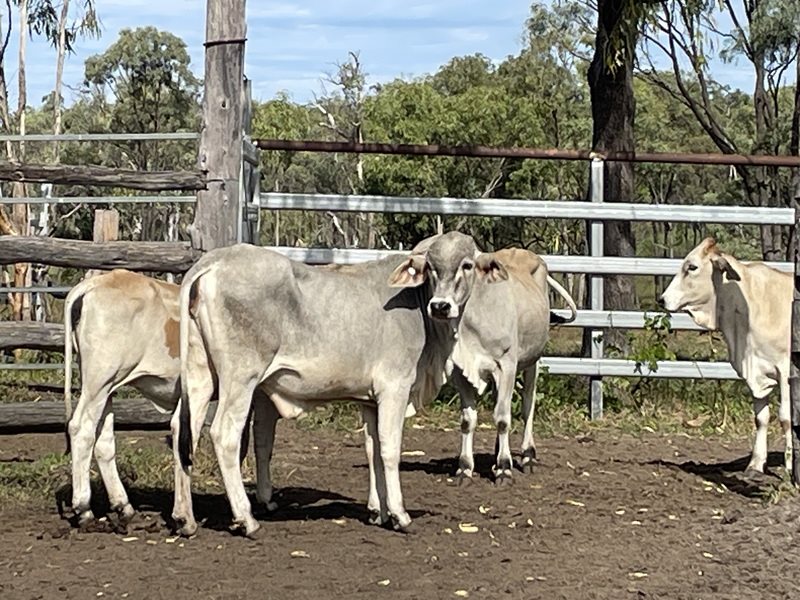 24  Brahman Heifers