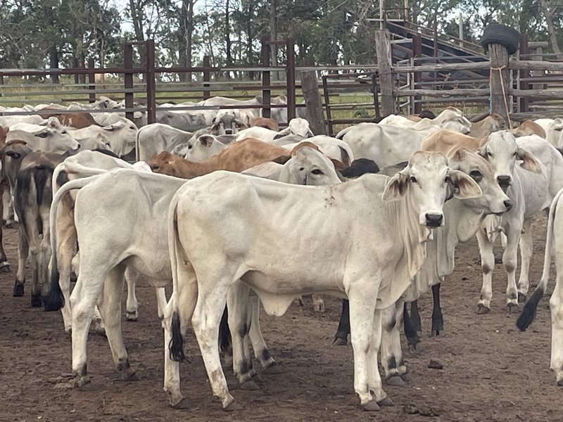 131  Brahman Heifers