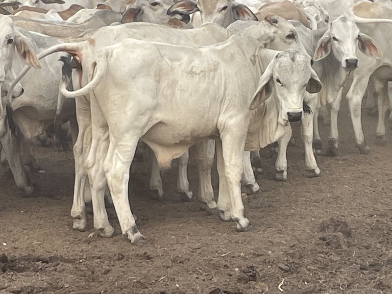 101  Brahman Calves