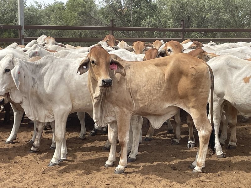 136  Brahman Heifers
