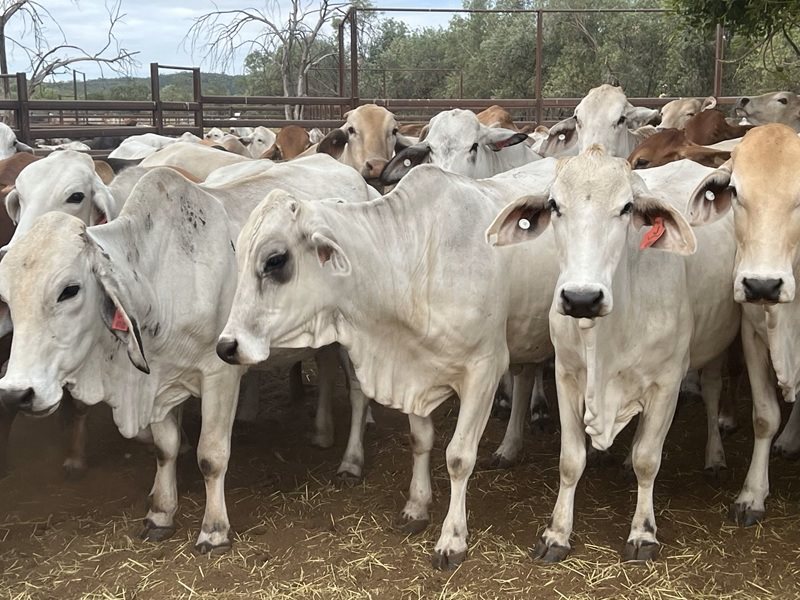 140  Brahman Cows