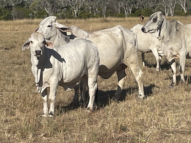 86  Brahman Cows & Calves