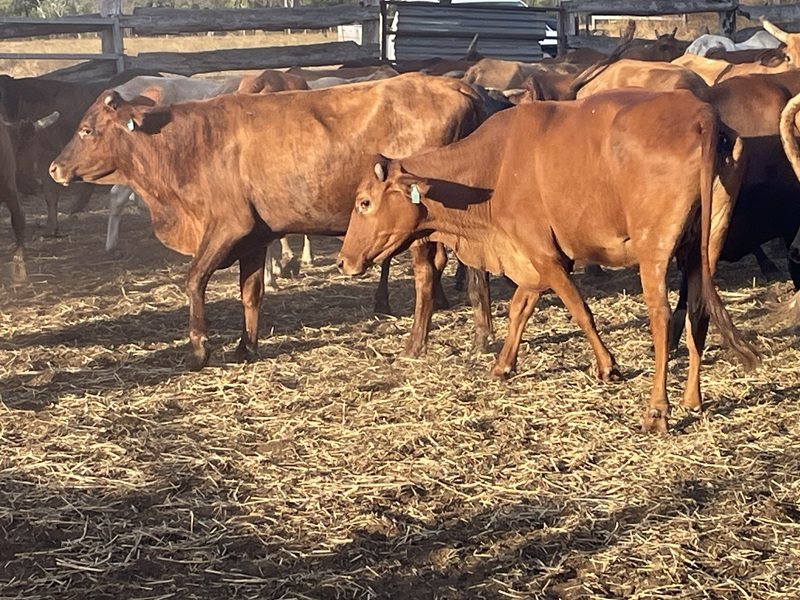 90  Brahman X Shorthorn Cows