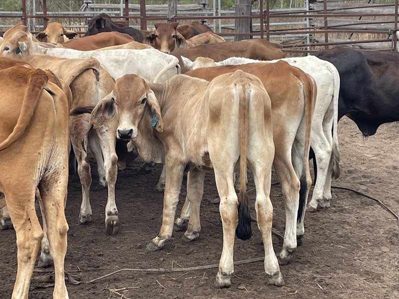 83  Brahman X Shorthorn Weaners