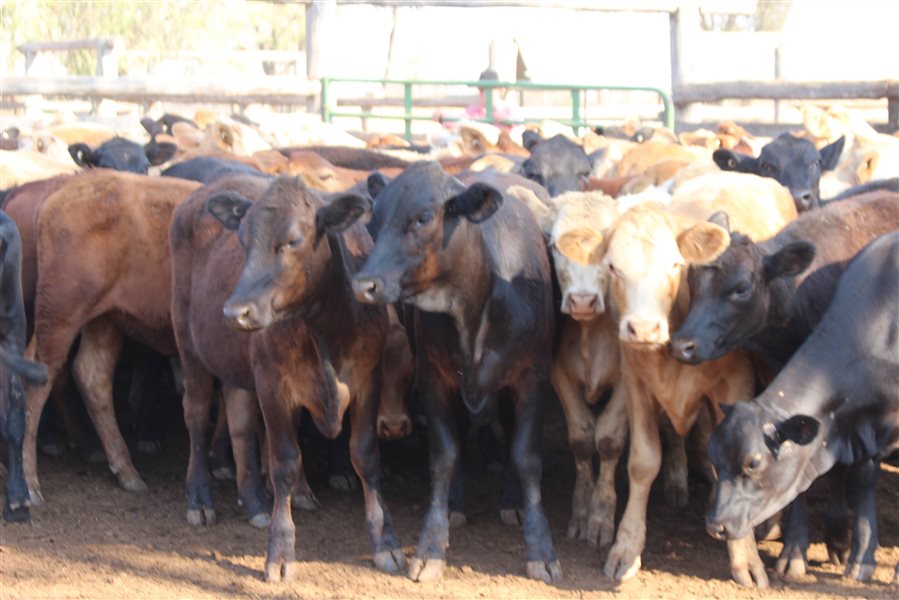 123 MSA  Charolais X Black Limousin Heifers