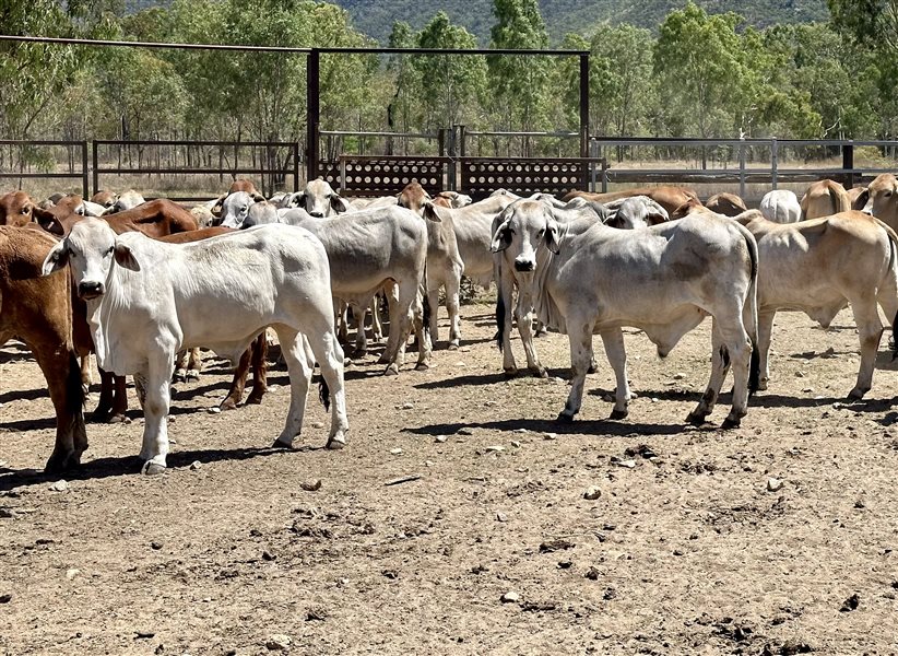 190  Brahman Steers