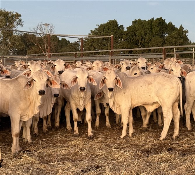 479  Brahman Weaners