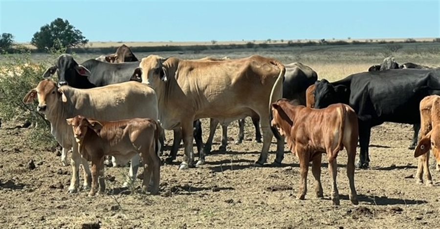 188 PCAS  Brahman X Brahman Cows & Calves
