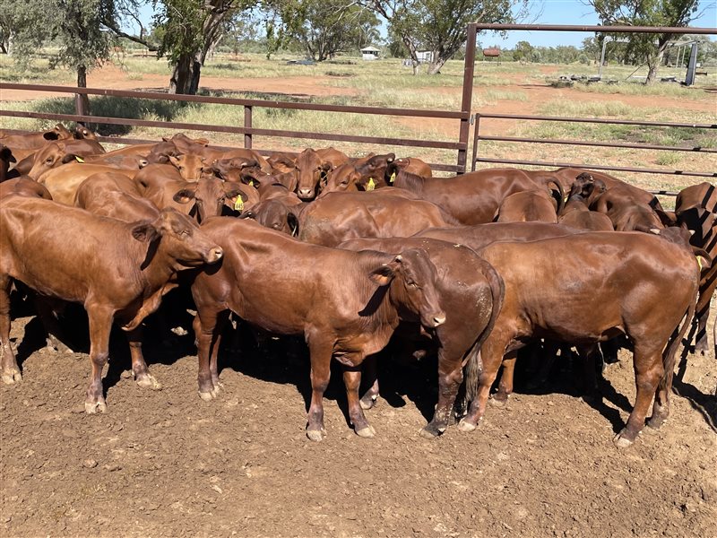 74 MSA  Santa Gertrudis Steers