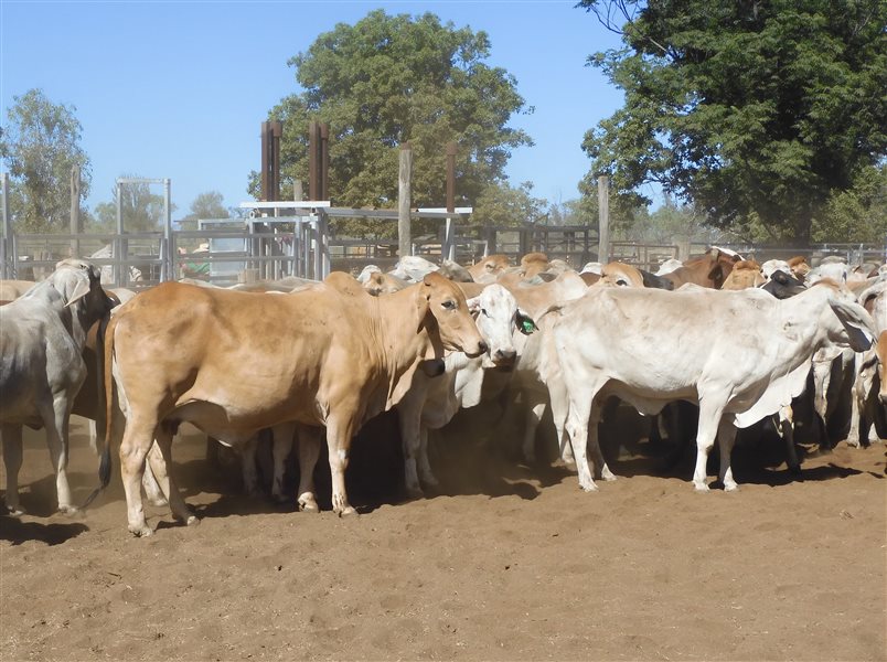 Search For Cattle Buy Cattlesales