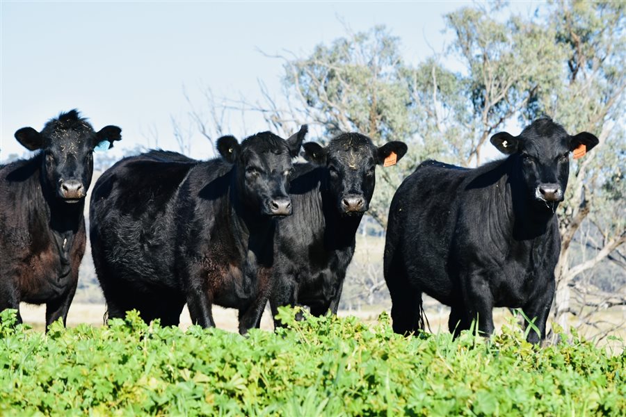 4  Angus Heifers