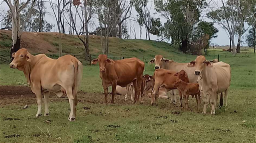 120  Brahman Cows & Calves