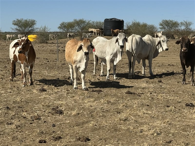 156  Brahman X Droughtmaster Steers