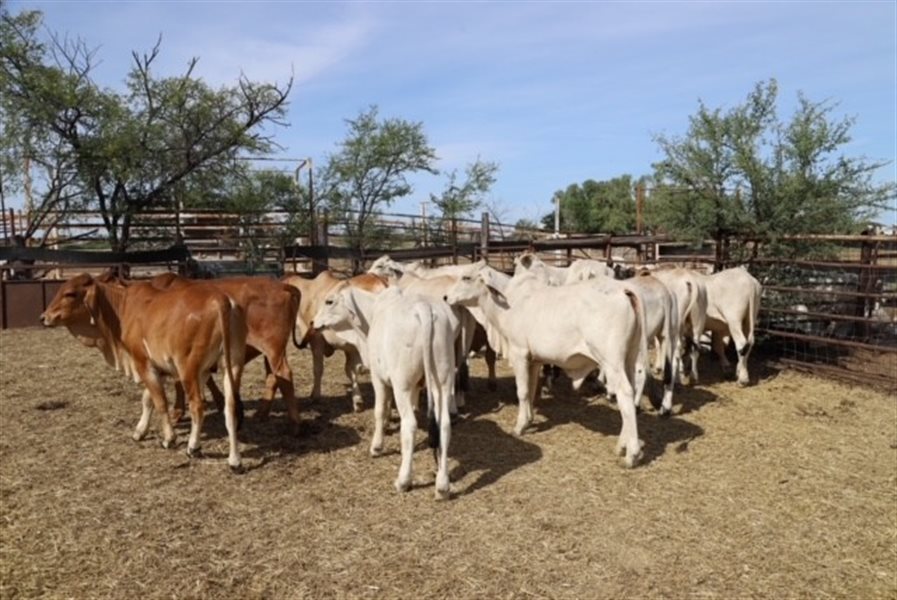 120 Brahman & Brahman/Romagnola X Weaner Steers | Listing | Cattlesales