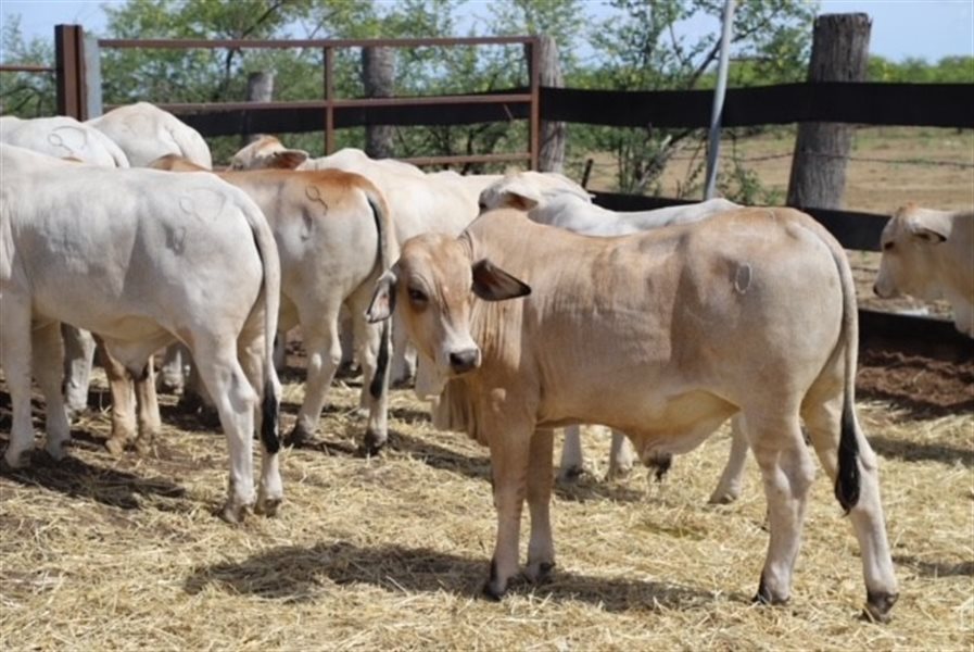 120 Brahman & Brahman/Romagnola X Weaner Steers | Listing | Cattlesales