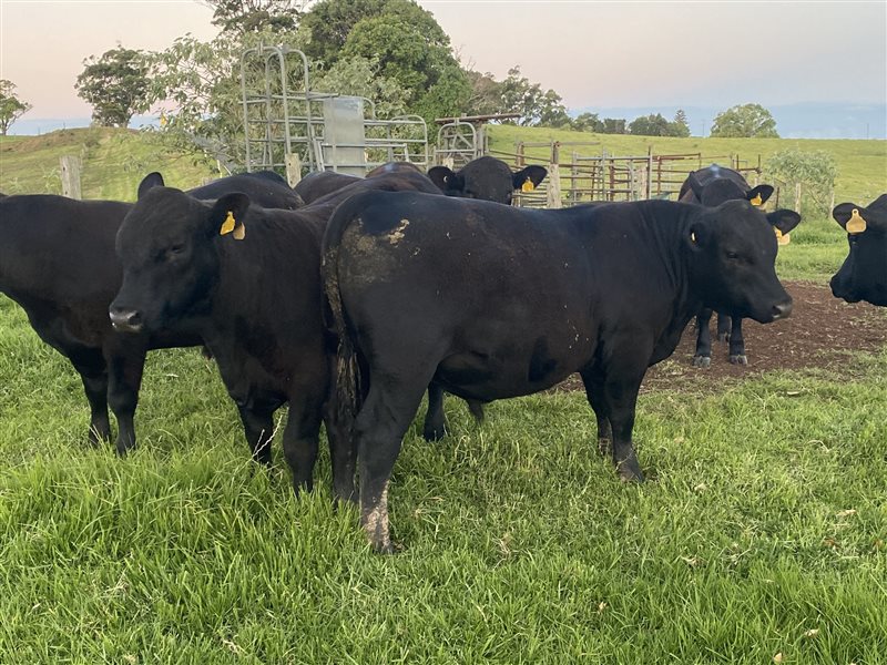 11  Angus Bulls