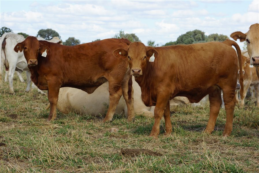 120 EU PCAS  Charbray X Charbray Heifers