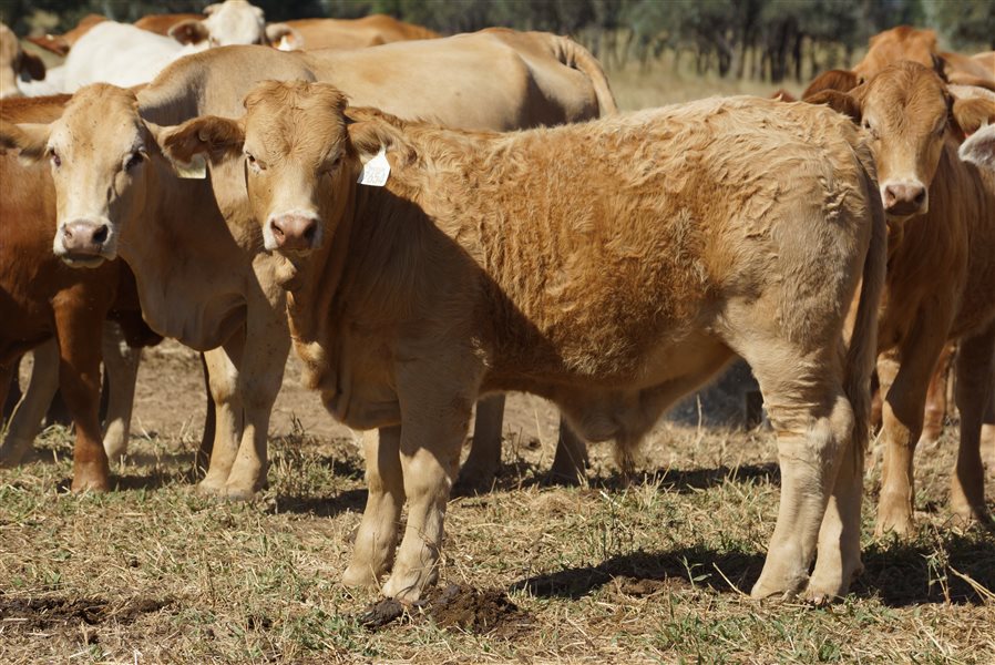 250 EU PCAS  Charbray X Steers