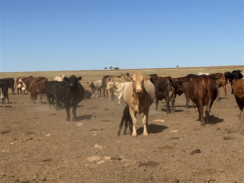 700  Composite
 X Composite
 Cows & Calves